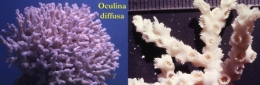 31Oculina diffusa03-1.jpg