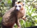 Eulemur1.jpg