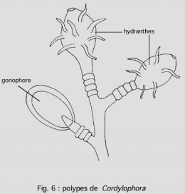 Cnidairesfig61.jpg