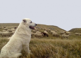 loup,attaques,prédateurs,patou,montagne des pyrénées,chien des pyrénées