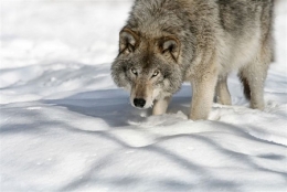 loup,retour du loup,inra