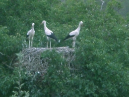 cigogne blanche,besançon,franche-comté,migrations oiseaux