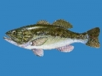 Black-bass gde bouche1¨logo.jpg