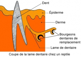 reptiles,sauriens,lacertidés,lézard ocellé