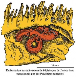 corail-polychète-1.jpg