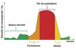 campagnol terrestre - pullulation cyclique1.jpg