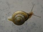 Cepaea_nemoralis08-1.jpg