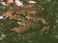 Bufo_bufo-logo.jpg