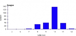 Goujon_échantillon-moyen_Doubs-1.jpg