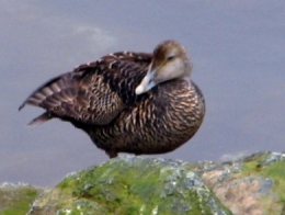 Eider_femelle4.jpg