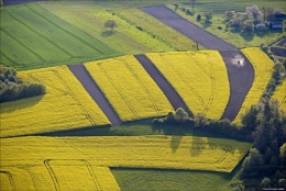 dominique delfino,photographe naturaliste et animalier,colza,paysage printanier