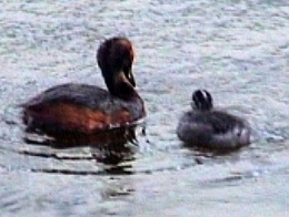 Grebe3.jpg