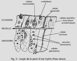 Cnidairesfig31.jpg