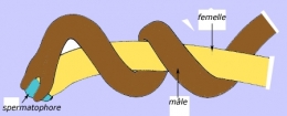 nematomorpha,gordiidae,parasites manipulateurs