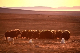 prédateurs arctiques,loups,herbivores arctiques,bisons,bœufs musqués