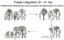 Futaie-irrégulière-450.jpg