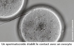 fécondation in vitro,flagelle du spermatozoïde,déclenchement de la fécondation