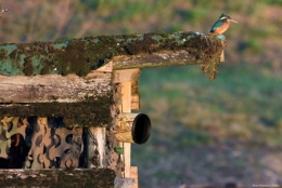 dominique delfino,photographe naturaliste et animalier,martin-pêcheur