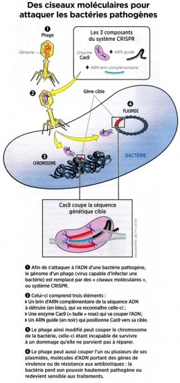 crispr,crispr-ca9