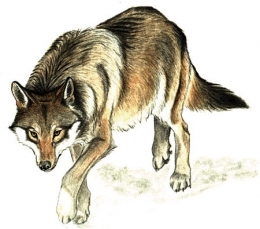 loup,jura,prédateurs