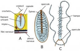 Cnidoblaste-1.jpg