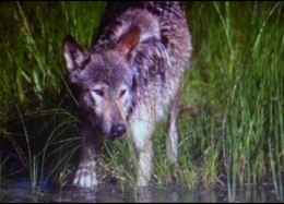 loup,vosges,lorraine,haute-saône,jura,prédateurs,retour du loup,massif jurassien