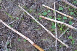 castor fiber,castor canadensis,bièvre,pascal juif