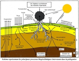 Processus-biochimiques-de-la-pédogenèse-450.jpg