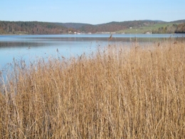 lacs,jura,limnologie,poissons,lac de saint-point,lac de remoray,lac de chalain,lac d'ilay,lac de la motte,lac du petit-maclu,lac du grand-maclu,lac de bonlieu,lacs de clairvaux les lacs