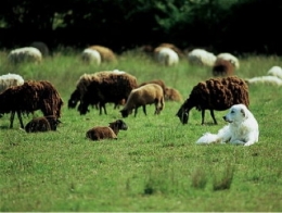 mammifères,jura,franche-comté,prédateurs,chasse,raydelet