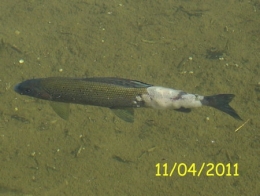 poissons,maladies,pathologie des poissons,doubs,doubs-franco-suisse,montbéliard