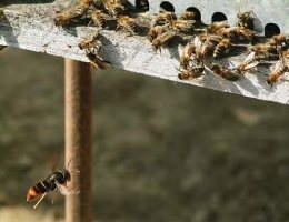 espèces invasives,frelon asiatique,abeilles,piègeage