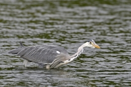 dominique delfino,photographe naturaliste et animalier,franche-comté,héron cendré