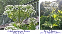 Berce-du-Caucase-(Heracleum-mantegazzianum)-450.jpg