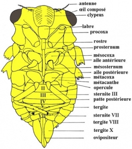 insectes,homoptères,cigale,cicadidés,cicadidae