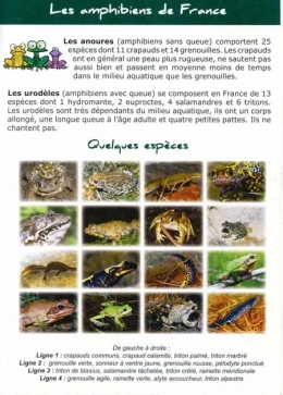 amphibiens,amphibiens de france,aspas