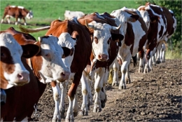 dominique delfino,photographe naturaliste et animalier,vaches montbéliardes,pays de montbéliard,haut-doubs