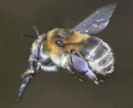 abeilles,journée nationale des abeilles,science