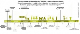 insectes,phylogénie,phylogenèse,arbre phylogénétique