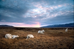 prédateurs arctiques,loups,herbivores arctiques,bisons,bœufs musqués