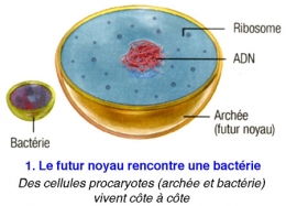 Cellule-eucaryote-1-450.jpg