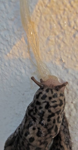 limax maximus,limace léopard,andré guyard