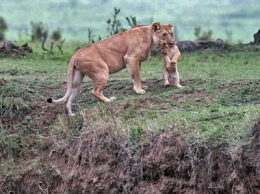 empathie animale,comportement altruiste,lions,mammifères