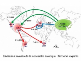 coccinelle asiatique-carte-1.jpg