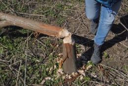 castor fiber,castor canadensis,bièvre,pascal juif