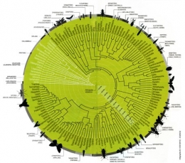 insectes,phylogénie,phylogenèse,arbre phylogénétique