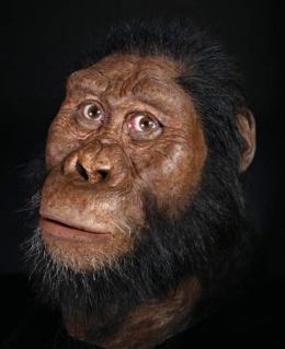 australopithecus anamensis,ancêtre de l'homme,michael greshko,national geographic