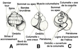 escargot-morphologie-coquille-1.jpg