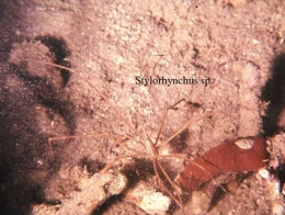 132Stylorhynchus2-1.jpg