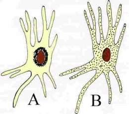 iguane04_mélanophore-1.jpg